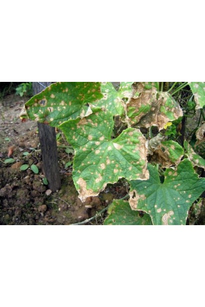 Антркакноз